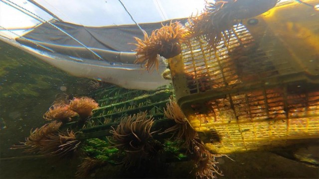 "Mini-ecosystem" approach reduces aquaculture waste