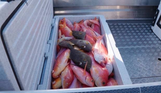 Coromandel locals confront fishermen in Tairua over huge pink maomao catch