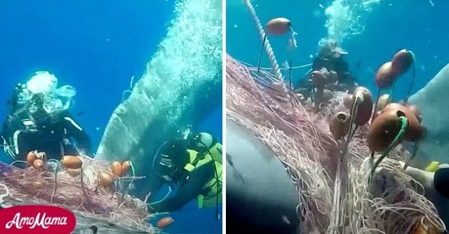 Divers Try to Save Whale Whose Tail Got Wrapped in a Fishing Net