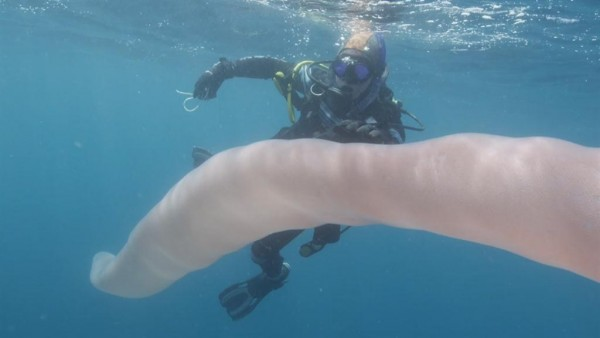 What is 26-Feet-Long and Only Comes Out at Night? Divers Find Bizzare Giant Sea Worm