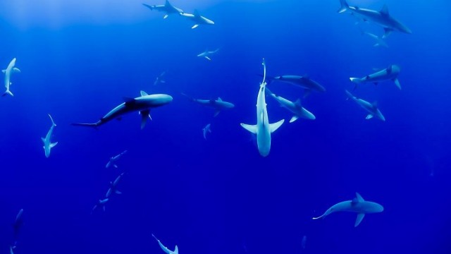 EU accounts for 22 per cent of global trade in shark meat, says WWF