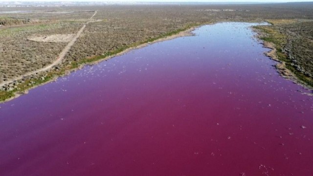 Lagoon in Argentine Patagonia turns pink due to pollution