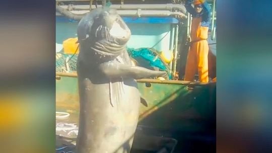 Fishing vessels illegally target marine mammals in South American waters