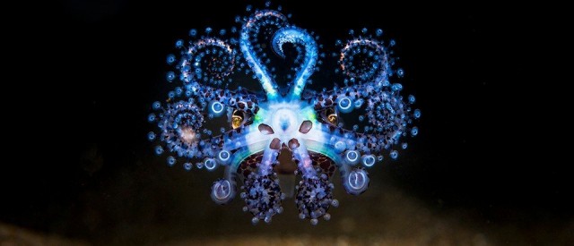 Glowing alien squid is the star attraction in the Ocean Photography Awards 2021