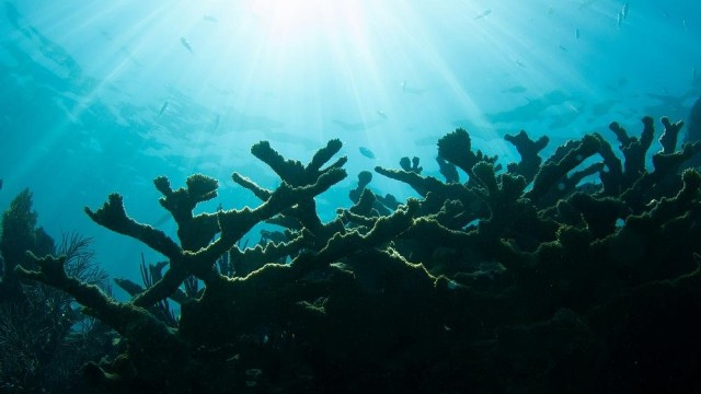 Scientists battle to save Florida's coral reef from 'mysterious' disease