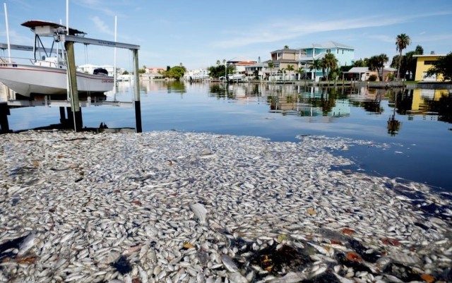 Marine Oxygen Levels are the Next Great Casualty of Climate Change - Scientific American