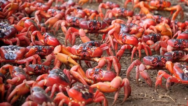 Millions of crabs paint Christmas Island red