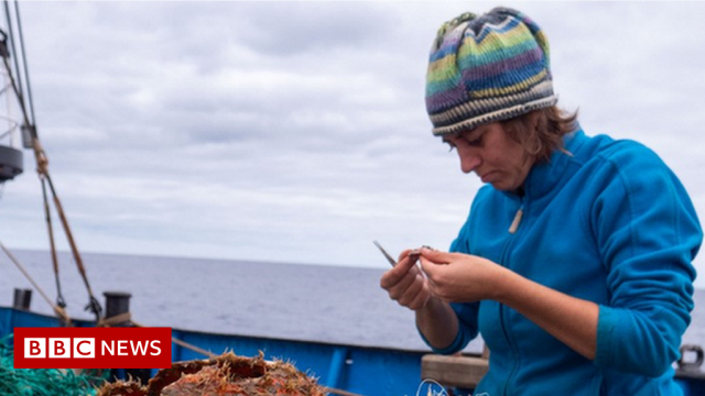 Pacific Ocean garbage patch is immense plastic habitat