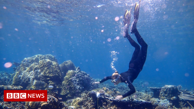 Fish ‘whoops and growls’ recorded on restored reef