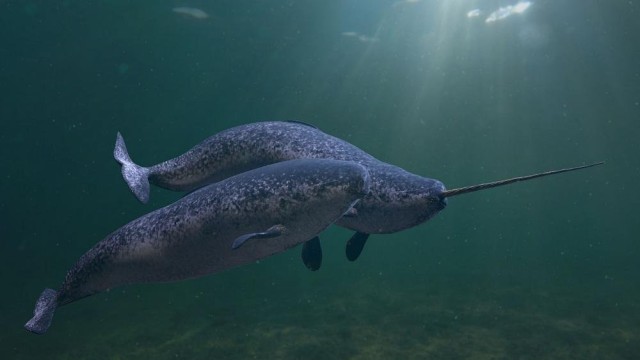 Narwhals are suffering from noisy ships and airguns in the Arctic, new study finds