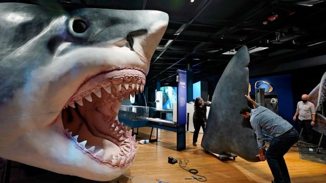 Sharks exhibition in New York aims to change the 'jaws' image