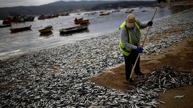 Chile’s mysterious fish death phenomenon is perplexing scientists