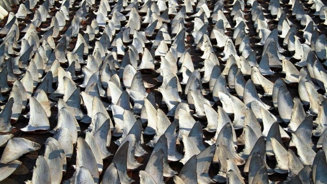EU countries are selling shark fins to Asia at an alarming rate, study reveals