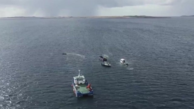 Huge 50-tonne whale escorted out to sea in Scotland after getting lost in shallow water