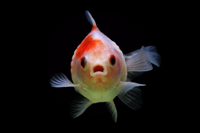 Fish can do math – just like humans, according to new research