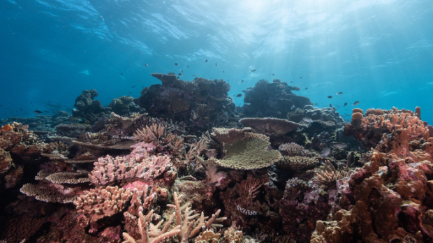 Earth’s coral reefs will be gone in 30 years without intervention: experts