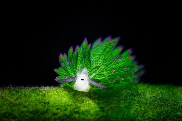 10 Photos of Sea Slugs That Will Blow Your Ocean-Lovin’ Mind - Ocean Conservancy