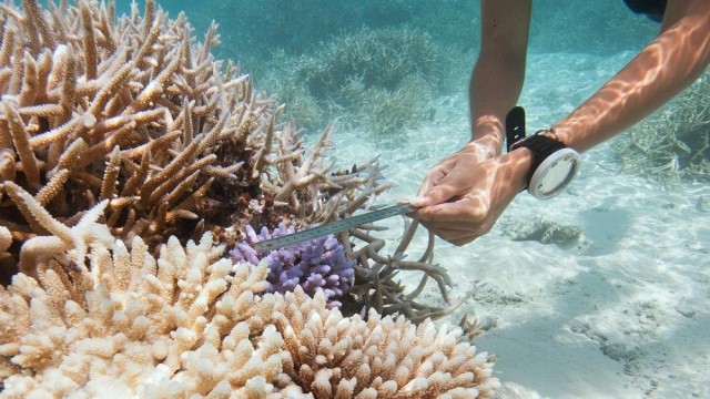 You could spend 3 weeks in the Maldives learning to restore coral reefs - all for free