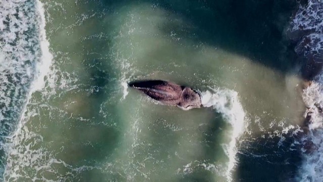 25-tonne humpback whale dies off coast of Valencia
