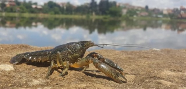Cloned crayfish accidentally created in an aquarium are conquering the world