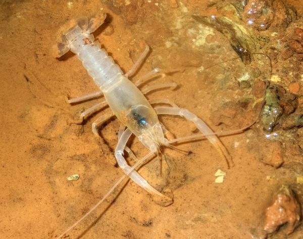 To Rediscover a Rare Cave Crayfish in Alabama, Grab a Snorkel