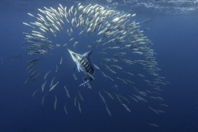 Warmer temperatures supercharge ocean predators