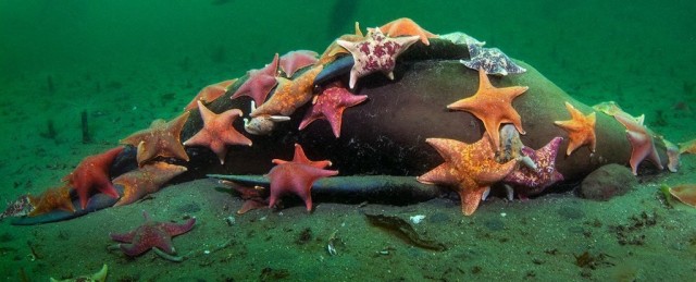 Award-Winning Photo Captures The Grisly Spectacle of Starfish Swarming to Feed