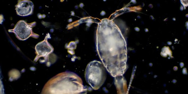 Beware of bad science reporting: No, we haven’t killed 90% of all plankton