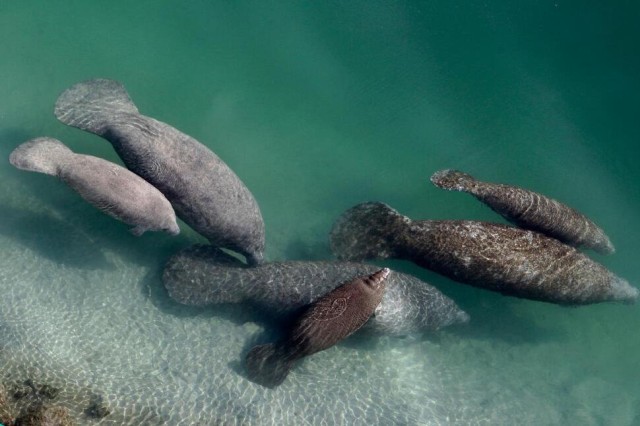 Officials: Starvation Threat Not Over for Florida Manatees