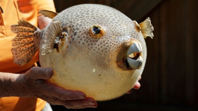 After 100 years of trying, scientists have found a way to create the pufferfish neurotoxin