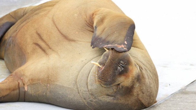 Freya the walrus: Mischievous boat-sinker euthanised in Norway