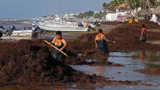 Caribbean beaches covered in carpets of foul-smelling seaweed - is climate change to blame?