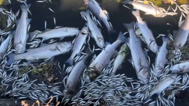 Toxic algae bloom kills thousands of fish in San Francisco Bay