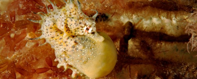 Study Reveals The Wonderfully Unique Way Seahorse Dads Give Birth