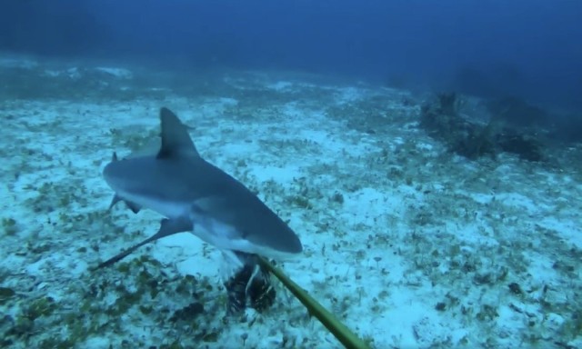 Watch: Shark turns on diver after botched feeding attempt