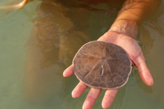 What Are Sand Dollars And Why Should You Leave Them On The Beach?