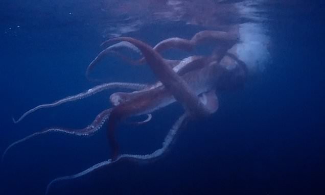 Watch as couple come face to face with rare giant squid while diving off Japan