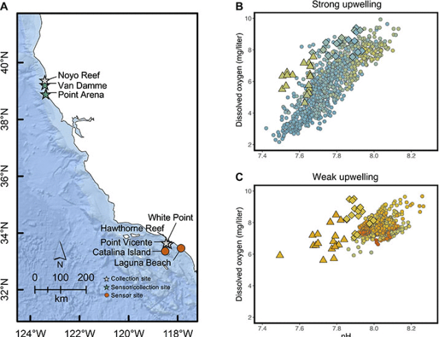 Population-specific vulnerability to ocean change in a multistressor environment