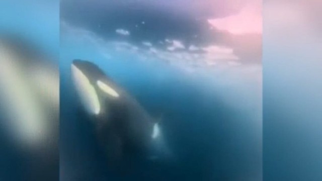 Watch: Spectacular underwater footage captures 'orca orchestra' in icy Antarctica waters