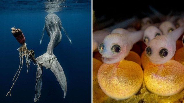The breathtaking winners of the Underwater Photographer of the Year 2023 contest