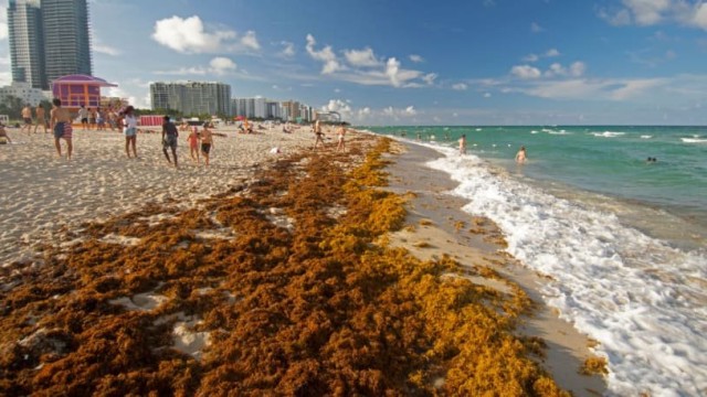 A giant 'blob' of seaweed heading toward Florida could 'wreak havoc' on the coast