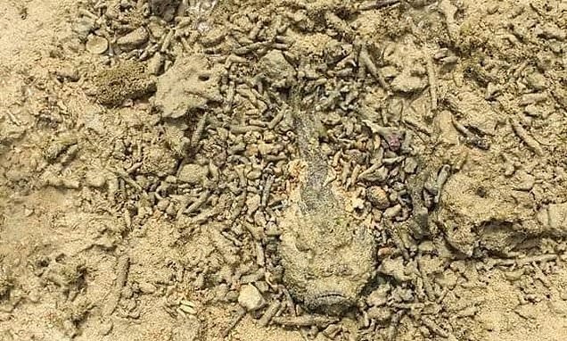 Aussie beachgoer spots deadly threat expertly camouflaged in the sand - but can YOU find the 'almost impossible to see' creature?