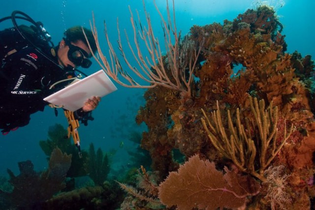 Coral reef research dominated by rich countries, plagued with inequities: Study