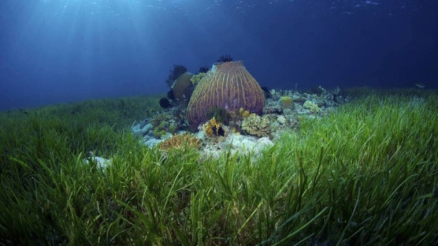 The Ocean Is Not Just a Carbon Sink