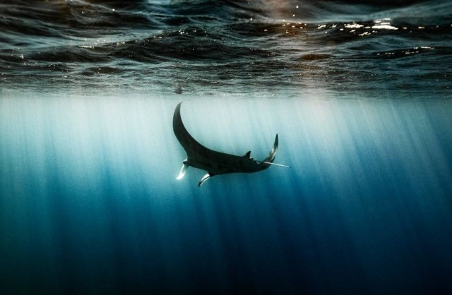 Giant manta ray spotted in Eilat in rare sighting