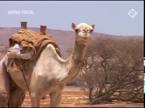 SUDAN RED SEA CATALOGING EXPEDITION DOCUMENTARY (NL/ENG SUBS)