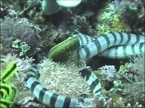 Sea Snake vs. Moray Eel