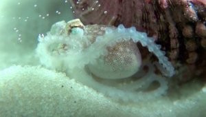 World’s First Octopus Farm Sets to Open Raising Ethical Concerns About Farming Sentient Creatures