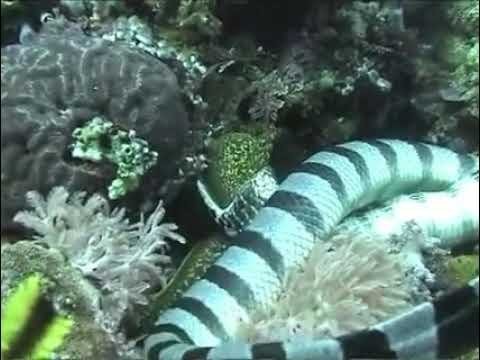 Sea Snake vs. Moray Eel
