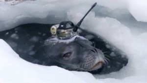 Researchers Mount Data Gathering Devices on the Heads of Seals for Unprecedented Antarctic Research